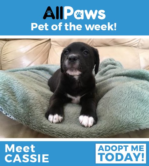 AllPawsWebsite's tweet photo. Meet Cassie! This sweet little girl is only 8 weeks old. Learn more here: https://t.co/JJwS3yp5DE https://t.co/cQRaFTgL0l