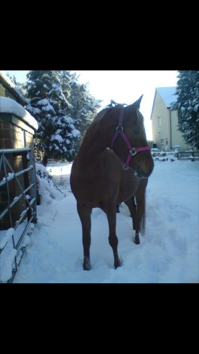 DanniMissMooooo's tweet photo. 7 years ago #arab #primrosefarm #bestsnowever https://t.co/XSMBklkZUj