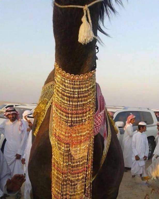 amar1w1amar's tweet photo. "16 مليون ريال سعودي قيمة الذهب الذي ترتديه الناقة "الهنوف" في حفل زواجها على الجمل "عجلان"

#بغداد https://t.co/HVz0nNZK3f