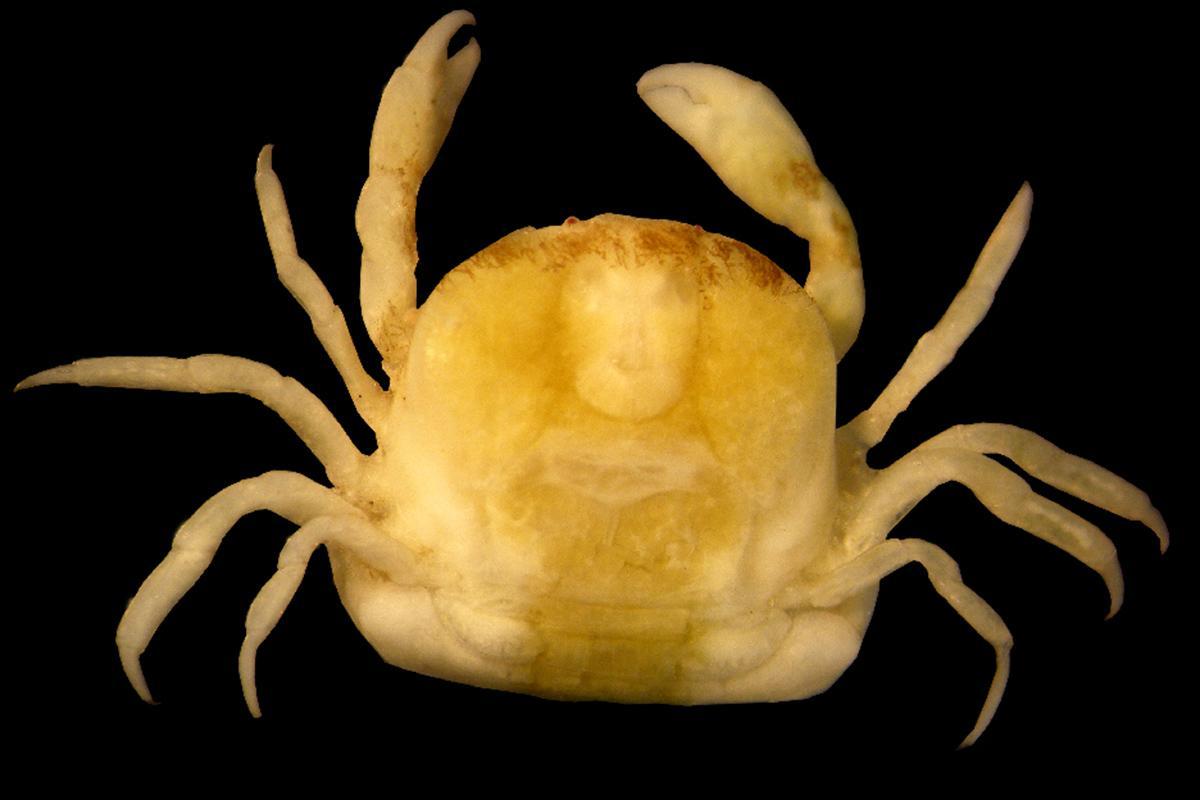 newscientist's tweet photo. Genital parasite crabs are struggling to find sex partners https://t.co/JVRhtUiOUa https://t.co/JPqqfrBo23