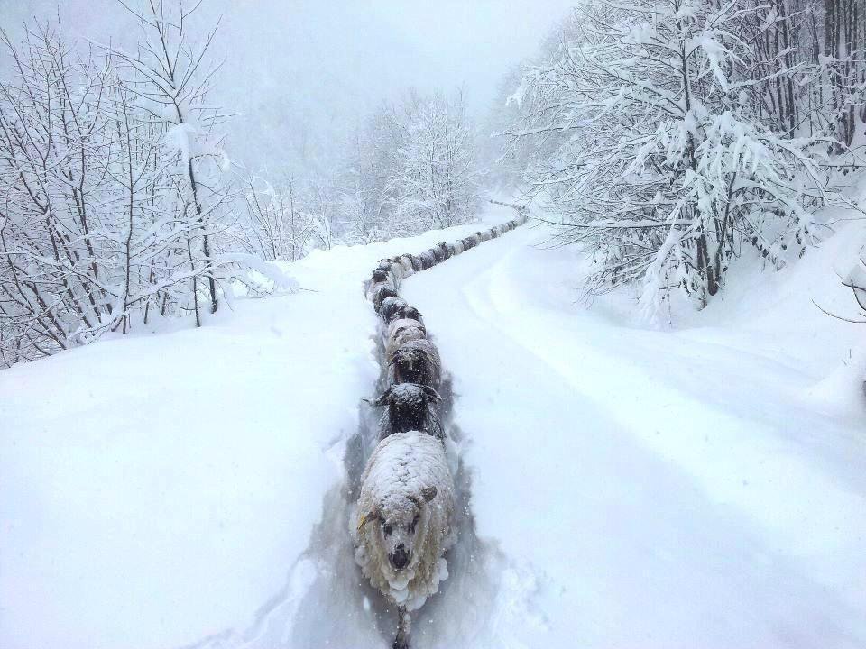 FolkloreIreland's tweet photo. A flock of sheep making their way through heavy snow, Northern #Ireland. https://t.co/fVJhNc2AVi