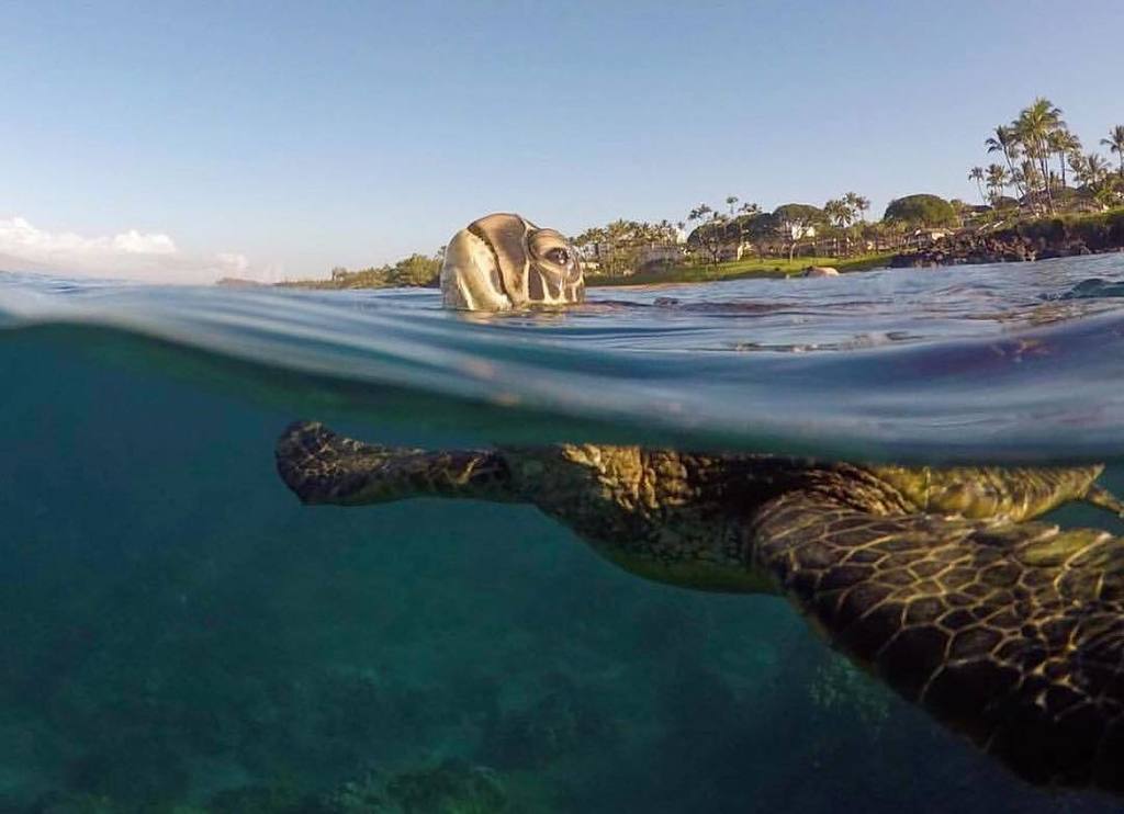 CoconutCondos's tweet photo. Snorkeling #tiptuesday:
Let the #turtles lead the way... .
.
.
#coconutcondos #turtletuesday #snorkeling #wateradventure #mauinokaoi #sealife #donttouch #turtlefriends #staywithus #justkeepswimming #maui #hawaiianseaturtle #optoutside #wishyouwerehere #warmwater ๐ท @islanddrโฆ https://t.co/R5D3vWCfsZ
