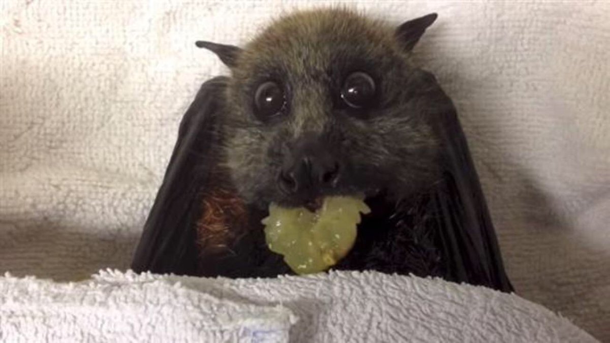 Oxford Bat Group tweet media