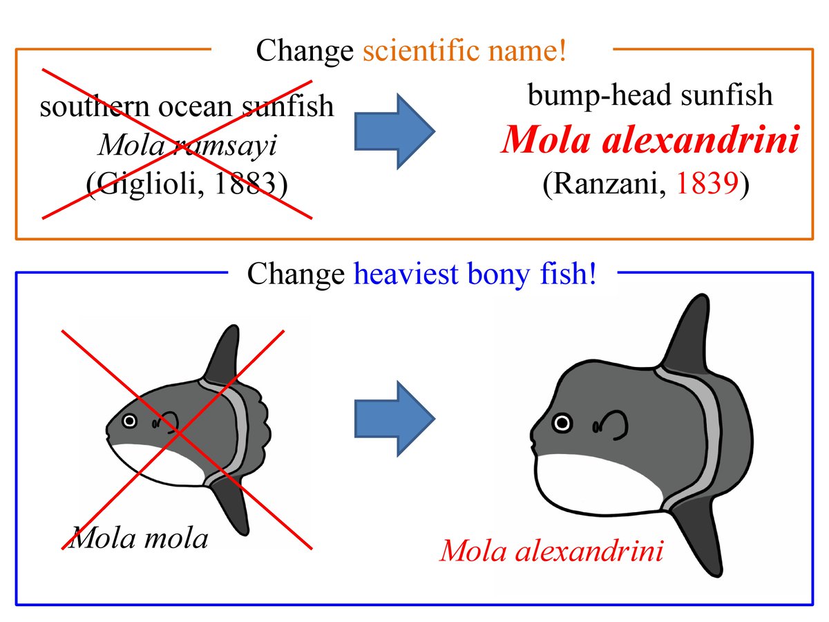 SUN FISH スカイマンボー DRbuUX9VAAAaHTk.jpg