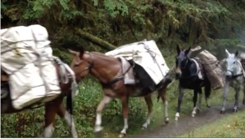 UW_OLYMPEX's tweet photo. The @OlympicNP mules were crucial for #OLYMPEX. Although today, instead of transporting instruments into the park, they explored the streets of Sequim. Glad to hear they were all rounded up safely! https://t.co/Bwbp2G8ShW https://t.co/iDcbOj3HGn