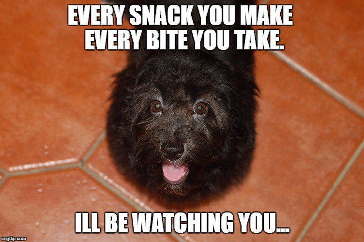 RoyalFlushHavs's tweet photo. Who else can relate. No privacy from our spoiled #furbabies. #RoyalFlushHavanese #PerfectPups #dogsoftwitter #doglovers #crazydogpeople #breeders #havanese #RhodeIsland #Florida https://t.co/FBwqcoi6RC