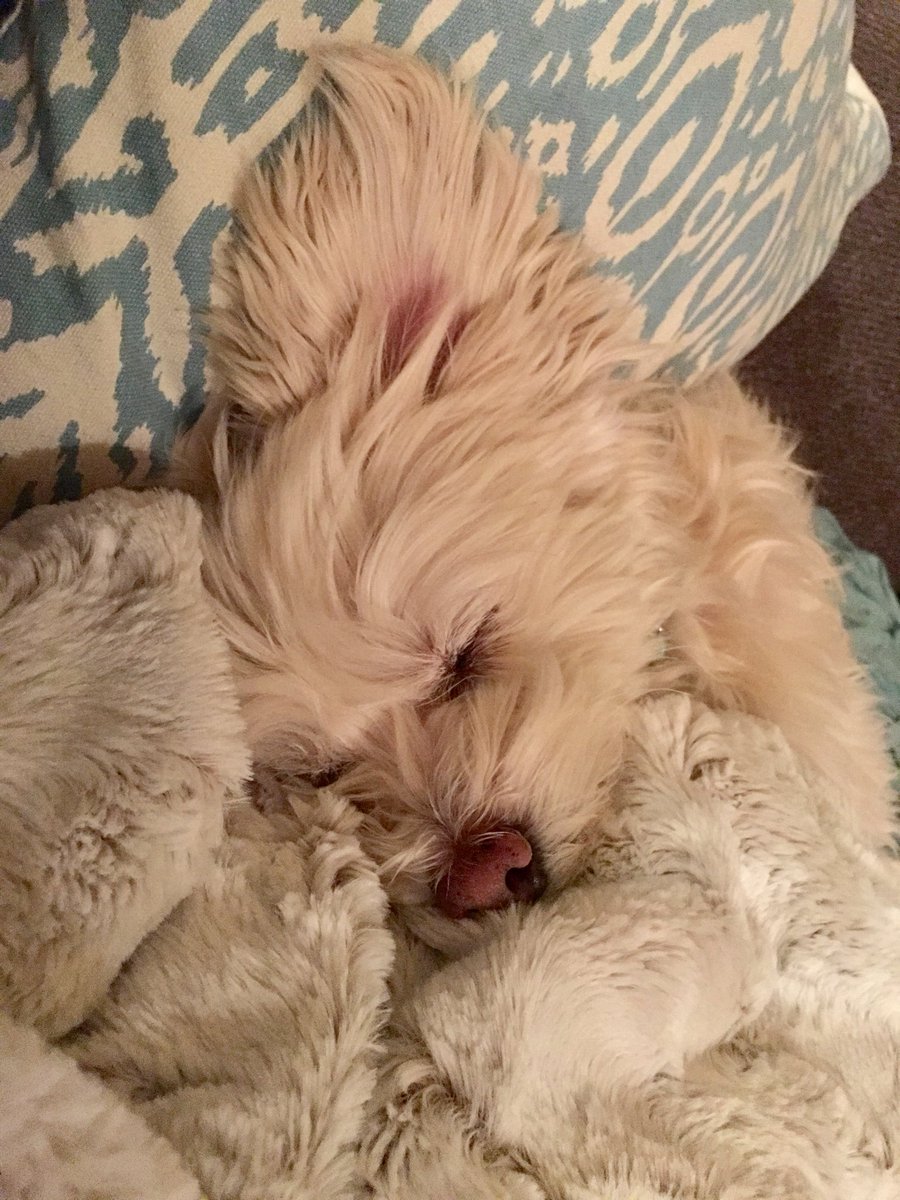 Wuhpappels's tweet photo. #RescueDogs 
#SoComfy
#IDeserveThis https://t.co/QntPuv7owv