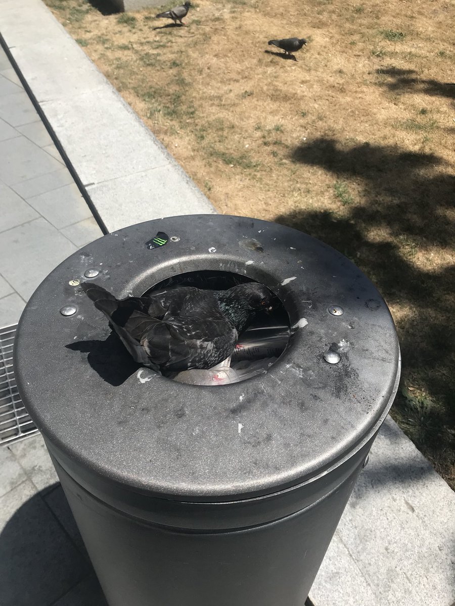 This pigeon is on brand