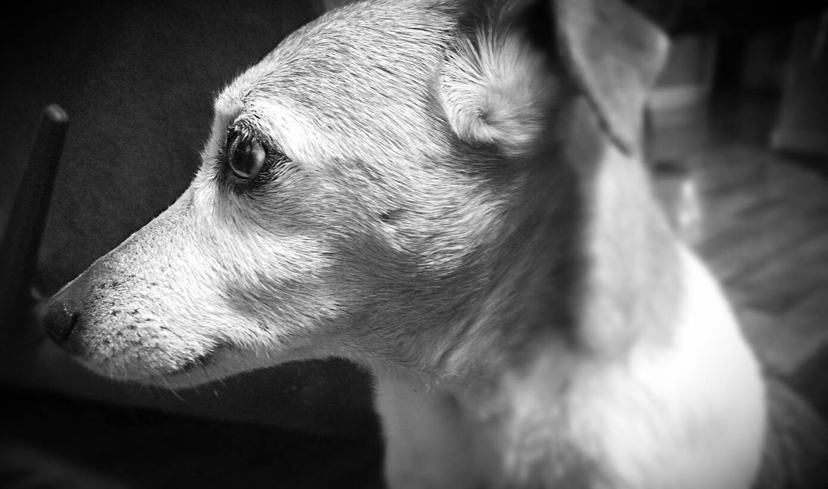 AzazelRvencroft's tweet photo. Aww!

#cuteanimals #cuteanimalsco #cuteanimalshot #cuteanimalsofinstagram #cuteanimalslifestyle #cuteanimalspang #cuteanimalshow #cuteanimalsonistagram #cuteanimalsofig #cuteanimalsdaily https://t.co/HTcTCTotPy