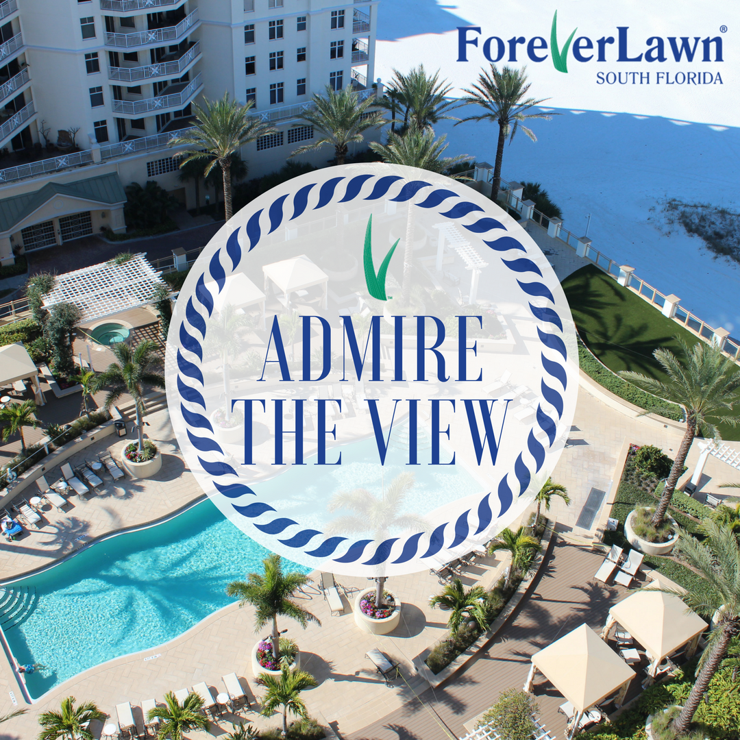 ForeverLawnSFL's tweet photo. #ForeverLawn #grasswithoutlimits #SouthFlorida https://t.co/WbDohPJ3Y0