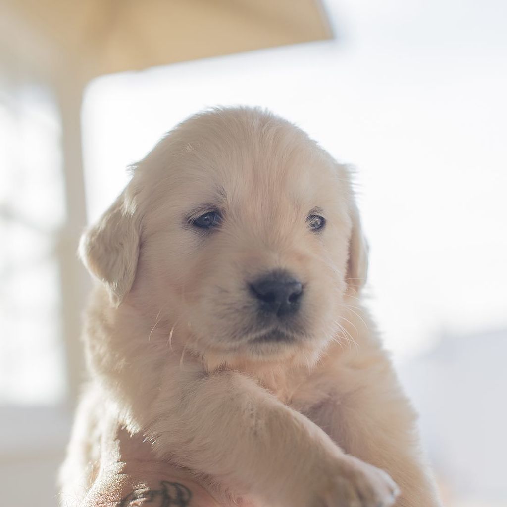 AlexBeattie's tweet photo. Gold in my hands 🐶
#puppiesofinstagram #puppiesoftheworld #puppy #puppylearning #sweetpuppy #tinypuppy #instapuppy #englishcreamgoldenretriever #ilovemypuppies #dogs_of_instagram #dogsofinstagram #retrieversgram #retrievers #retrieveroftheday #glorio… https://t.co/WHuh4fGhX4 https://t.co/Pm7htYVIMg