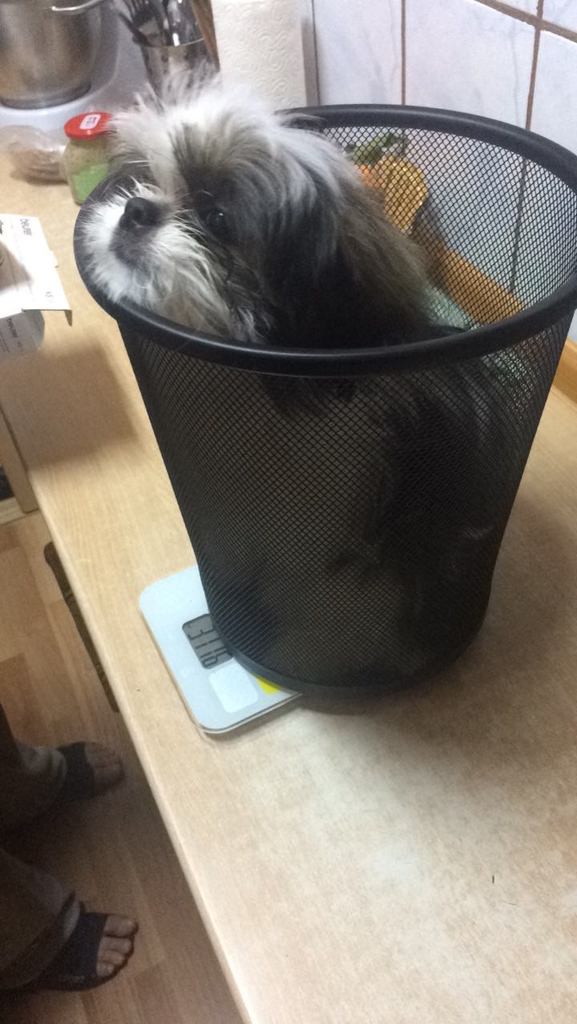 My pupper is not heavy enough for a normal scale, so we had to use a kitchen scale