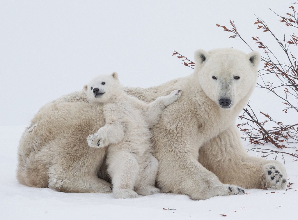 In Manitoba’s Wapusk National Park, a polar bear and her fourmonth-old cub nestle by a willow tree