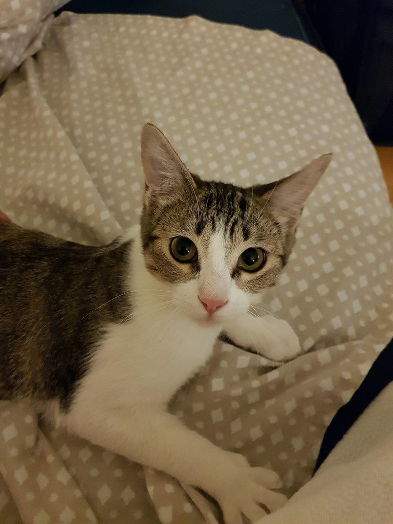 Meet my first cat, Winter!