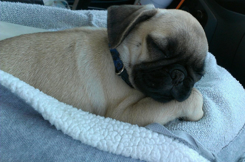 My girlfriends pug, Ragnar, being all cuddly and adorable