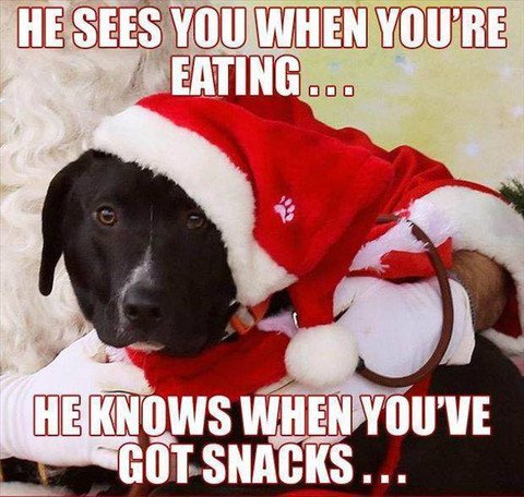 It's the #holidays, which means it's time for families and friends to feast on #roastbeast! Tell us about a time when your furry friend snagged something off the table when they thought no one was looking. #santapaws #howthegrinchstolechristmas #dogsoftwitter #Christmas