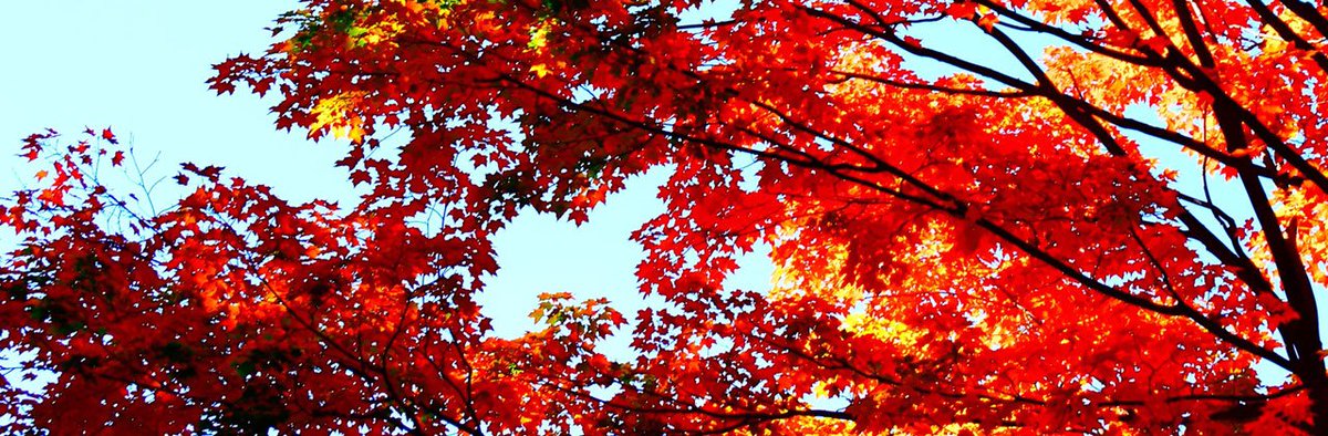 Apples, pears, grapes, squash and other fall favorites. Clever seasonal food inspirational ideas right here. bit.ly/2fNuILA #apples