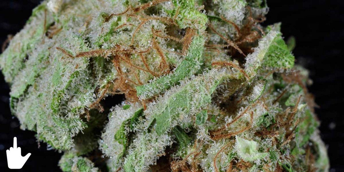 funkyblunt's tweet photo. 420 Weed Reviews: The Blue Widow https://t.co/qZHyWlXF6A #bluewidow #weedreviews #bluntnation #funkyblunt #marijuanalife #weedsmoke #ganja #jointhehunt #jointheresistance #cannabiscup #cannabis4us #cannabis420 #stonerlyfe #stoners #stonerguys #stonerhumor #weed🍁 #underground https://t.co/KcI0j4MQzB