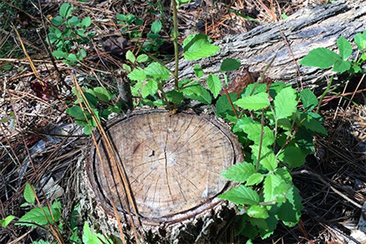 MSU Forest Resources tweet media