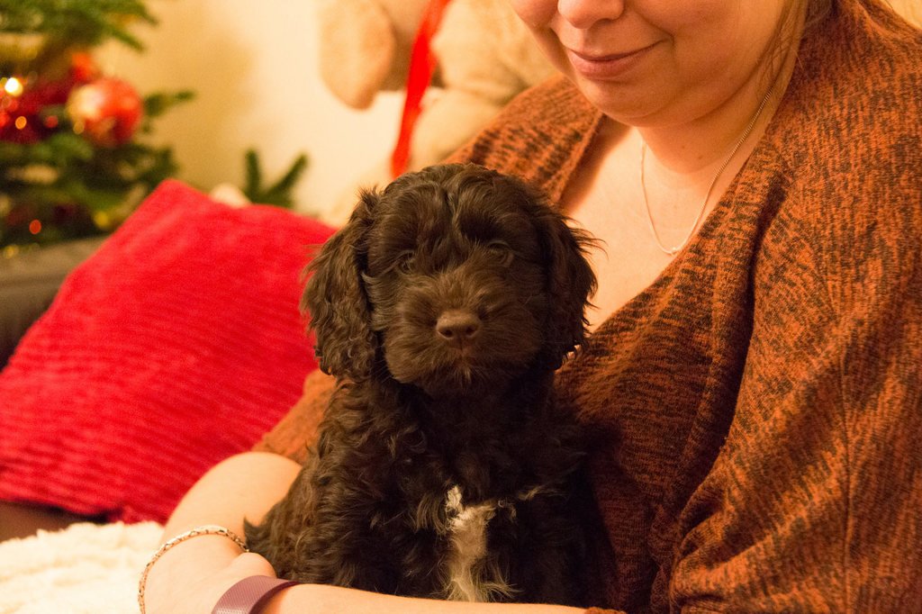 This is Malley, my cockapoo!