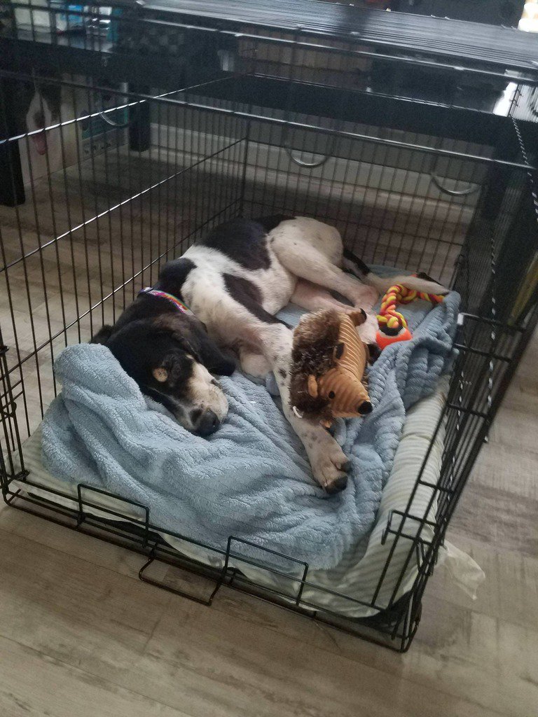 Got my first dog today! He's such a sweetheart.