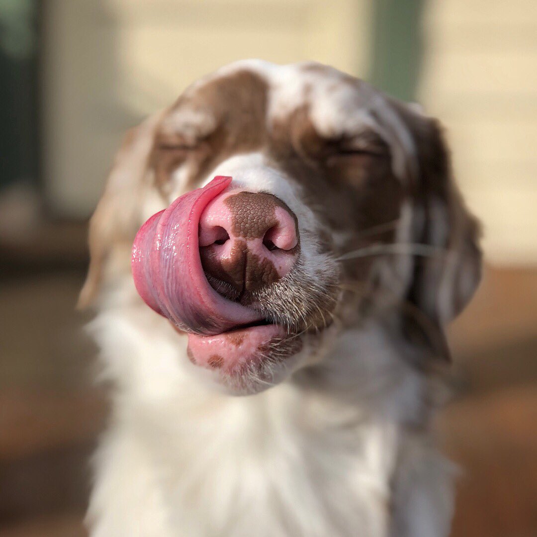 dalzellb304's tweet photo. Is there such a thing as being too obsessed with your dogs? #puppylove #furballs #photogenicdogs
(ps. thanks @joel_dalzell for being an A+ photographer) https://t.co/DzVCOWDoOp