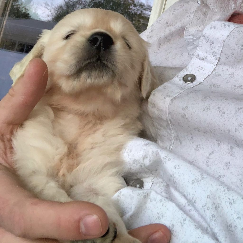 AlexBeattie's tweet photo. Two fingers ———————
#puppiesofinstagram #puppiesoftheworld #puppy #puppylearning #sweetpuppy #tinypuppy #instapuppy #englishcreamgoldenretriever #ilovemypuppies #dogs_of_instagram #dogsofinstagram #retrieversgram #retrievers #retrieveroftheday #gloriousg… https://t.co/7JlImyETYZ https://t.co/c5wRErk78Y