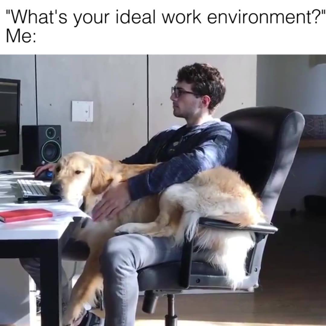 JediSurfs's tweet photo. Works best with a lap dog. #OnoPromo #OnoFriends #OnoCrew#GoodBowl #GreatBowl  - https://t.co/L026G336Y0 https://t.co/IoLmf9ig6l