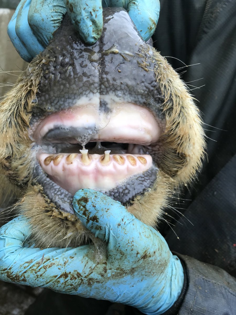 Resilience!!! Still grazing and calving in Feb!