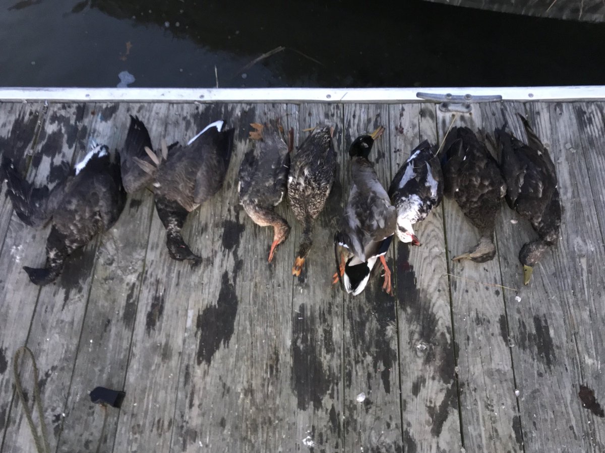 Jon Luppens and his buddy Tom with mixed bag today #waterfowl #LongIsland #submissionoutdoors