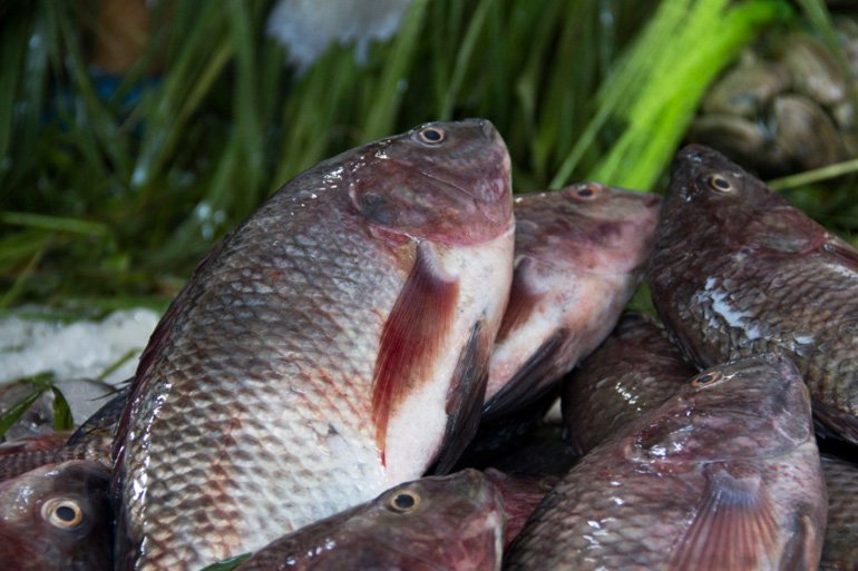 WorldFishCenter's tweet photo. #TheFishTank BLOG | Big strides in delivering improved #tilapia strains in Asia and Africa https://t.co/HRtdq5IIr8 See how #WorldFish is working to strengthen the technological foundations of #aquaculture https://t.co/T71FMhfT9P