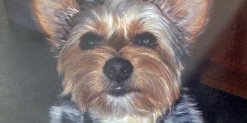 doglostprteam's tweet photo. Set your alarm for 3pm for #LostAndFound when Rex, a 9 year-old Yorkshire Terrier, is missing in South London after bolting from his owners van when he wasn’t looking. In a busy urban city, will he be found before it’s too late? @channel4 @dogstrust https://t.co/lynB2MdLdX