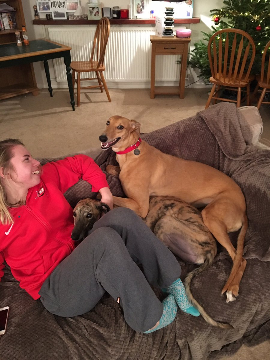 divagreyhound's tweet photo. Got jealous of my bro @FreddieTheGrey hogging the sofa with the humans so decided to be my sneaky cheeky self and jump on to! Haha. I am very happy with myself as you can see from my smile 😀🐶 #SofaHounds https://t.co/bxS7blpzDP
