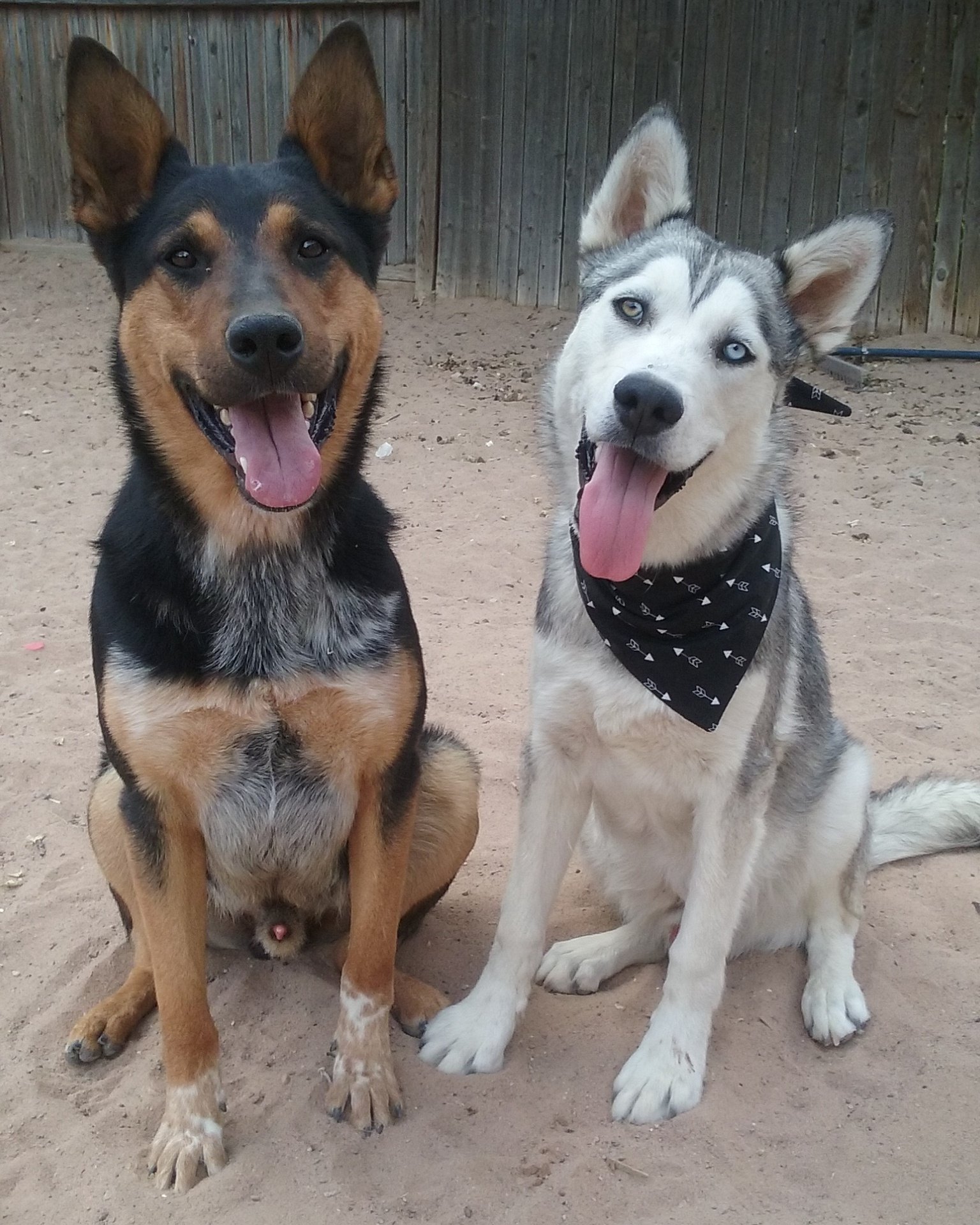 German Shepherd Mixed With Husky