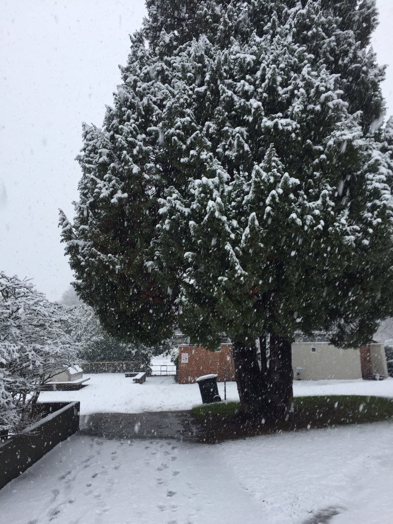 wrychrd's tweet photo. Evergreens are awesome in all weather. Shade in the summer. Snow and rain protection & green in the winter. Help keep paths and sidewalks bikeable & walkable without expensive & unhealthy shovelling. We need to plant rows of them along paths & sidewalks. #SnowSmart #SunSmart https://t.co/nUNOqe12ik