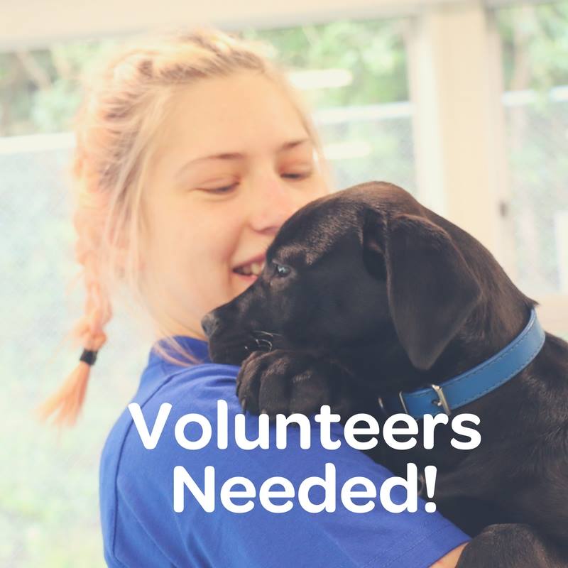 We are recruiting for more volunteers for our Waikanae and Masterton centres!
If you live in those areas, have time, and would like to contribute toward the welfare of animals, read more: ow.ly/BMwO30hkFfz