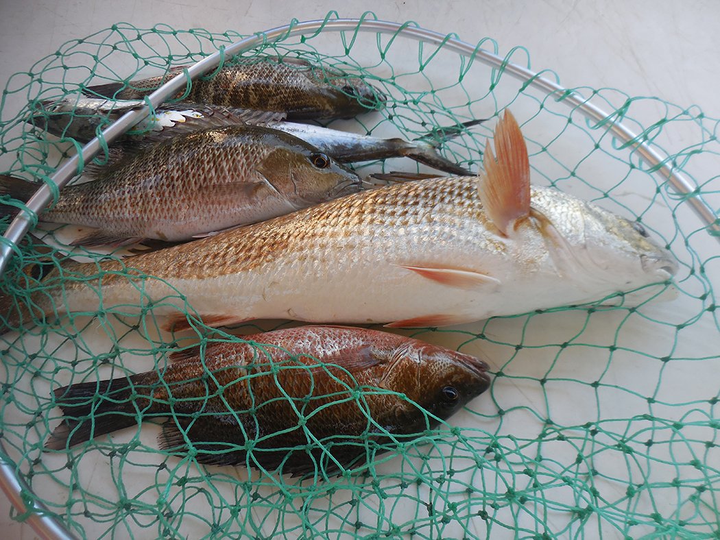 ReelSurprise's tweet image. These #redfish and #mangrovesnapper will make someone happy tonight! What’s your favorite way to enjoy them? #orangebeachfishing #orangebeachcharters #OrangeBeachFish