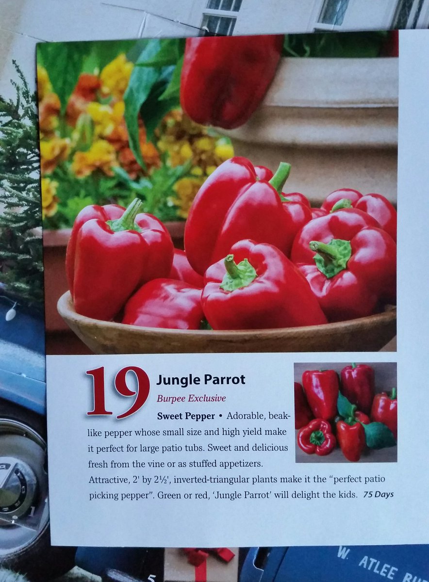 GardenOpus's tweet photo. A PECK OF THESE! Day 19 #25DaysOfBurpee #Advent treat is 2018 intro Sweet #Pepper #JungleParrot; compact plant, loads of small, tasty fruit! https://t.co/uLjdg6YnWc