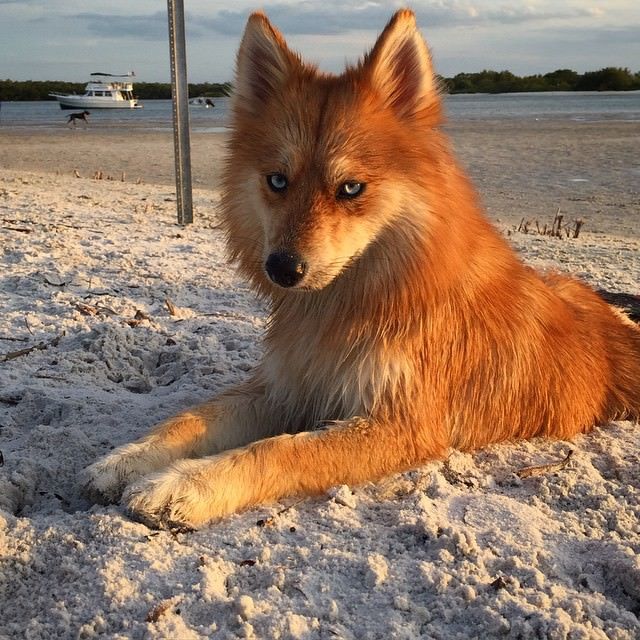 The "Pomsky." The result of breeding a husky and a pomeranian.
