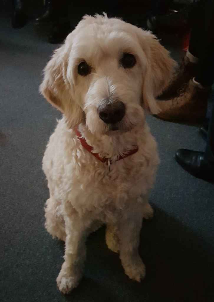 Dog owners, how on earth do you manage to not give your good boye a treat when he is begging for sweets with these puppy eyes?
