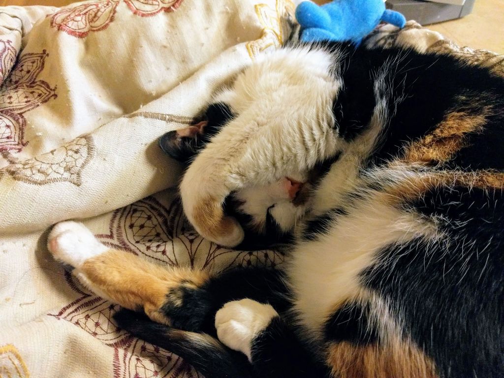 We unintentionally adopted a calico for Christmas this year. Merry Catmas!