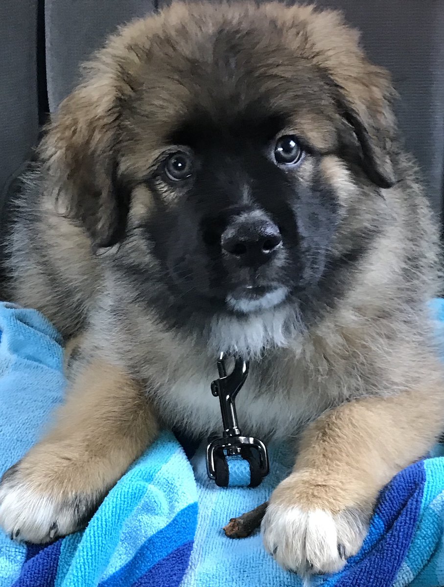 So this little pup entered our lives this week. 💙💙💙
I told my boys these were my name suggestions: Malcolm, Fraser or “Mack”.  
Drumroll 🥁 ... 
His name is Chewbacca 🙄