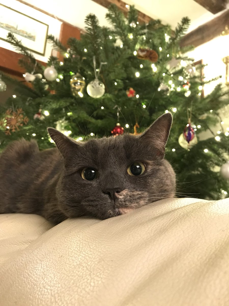 LouJohnsonPhoto's tweet photo. Just told someone off for attacking the tree. As you can tell, sheโs taken it well #plottingmydeath #kitten #christmas https://t.co/EwTYv2VwC5
