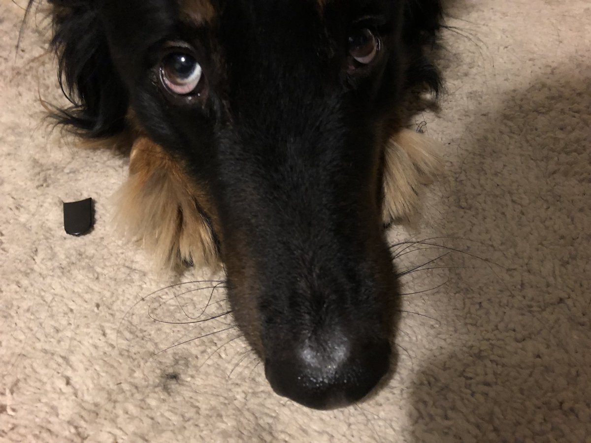 Coda-is-a-Goodboy tweet media