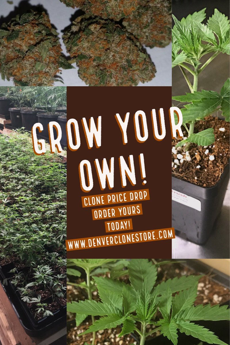 DNVRclonestore's tweet photo. Whether you are #growing a single plant in a closet or need to fill a licensed commercial warehouse/greenhouse, we are your trusted source for the best #clones and #seeds available on the market. #clonestore #werootforyou https://t.co/Pklq819QQv
