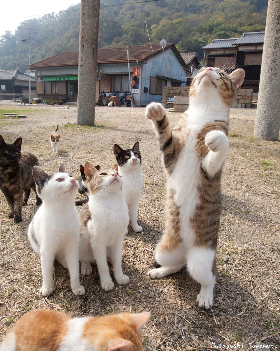 nekoiroiro's tweet photo. 立ち猫先生🐈tachineko teacher
#東京カメラ部 #カメラ部 #立ち猫 #站立貓 #ねこ #猫 #neko #猫来る #standingcat #cat #貓 #ネコ #ぺろにゃん #野良猫 #みんねこ #島猫 #舌猫 #catlover #catlove #catjump #selfcat #猫色色 #catsofinstagram #catgram #photo #instcat #catphot #7catdays #neco https://t.co/0OD5SLItvO