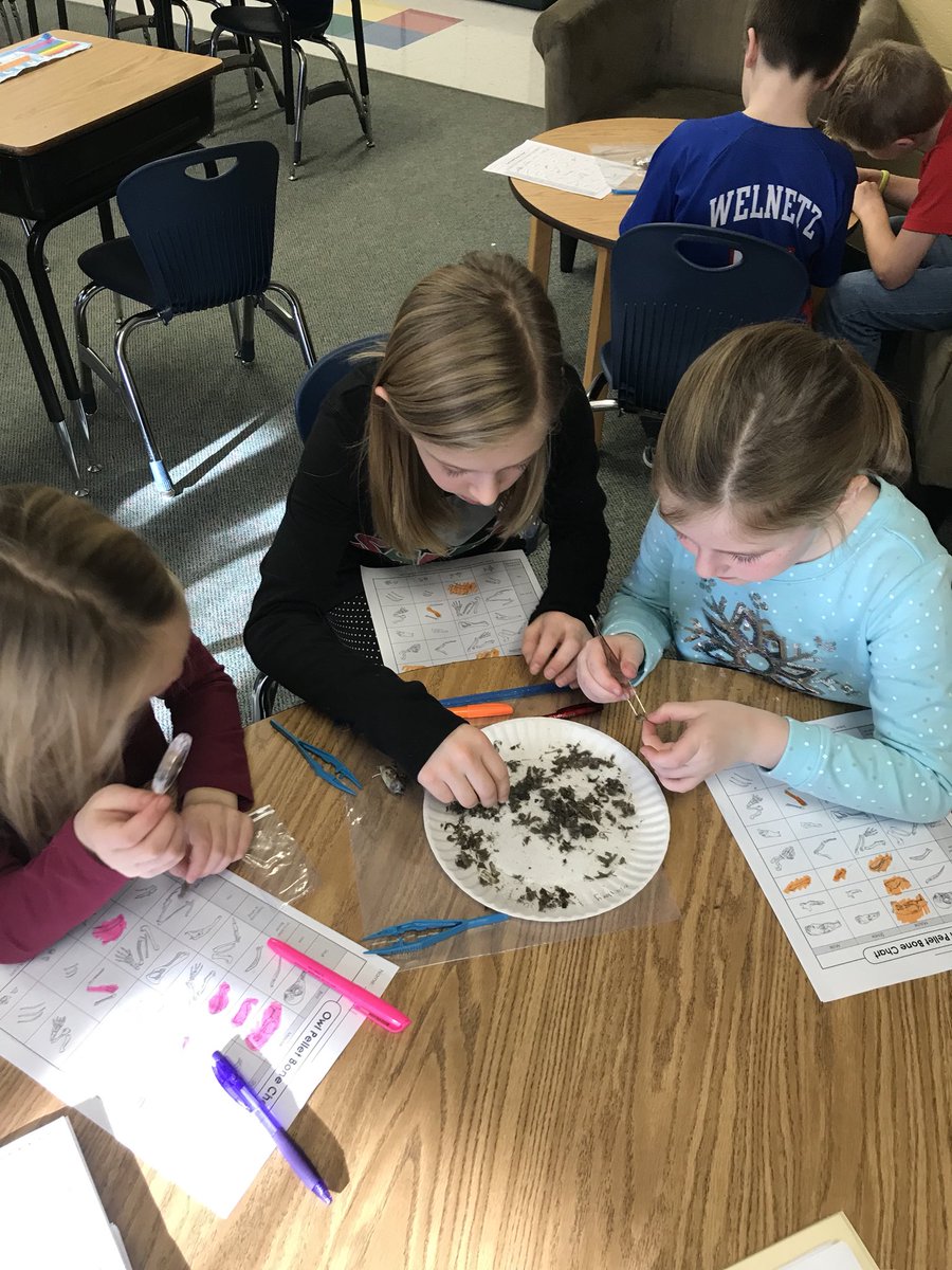 Our 3rd grade scientists are determining what their owls ate. #owlpellets #MertonCSD #MertonProud #mertonint  <a href="/FOSSscience/">FOSS Science</a>