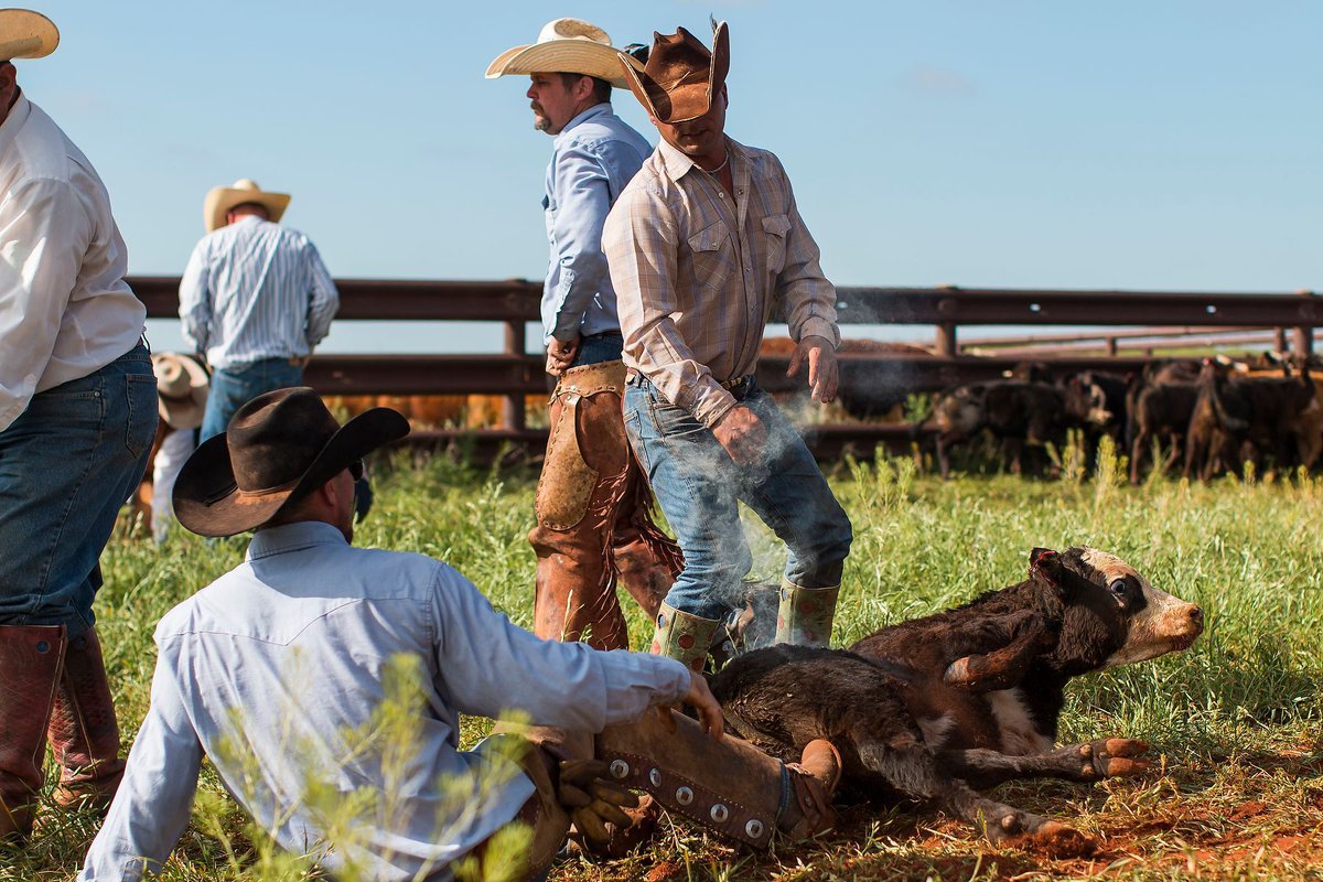 #DidYouKnow The Waggoner D is applied to the right hip with the round part facing the calf’s rear.