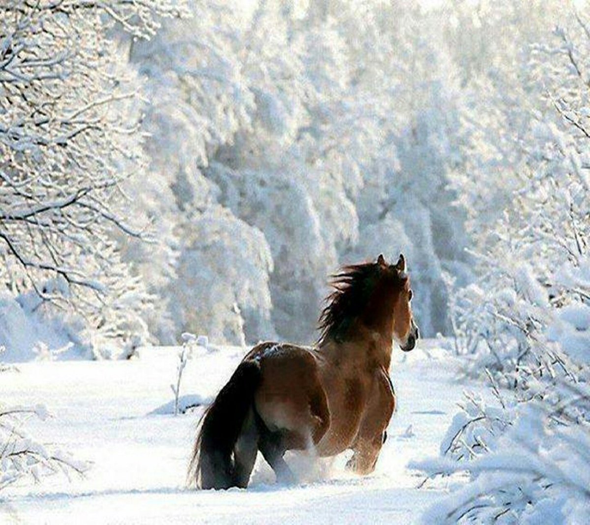 AndreiAndrei63's tweet photo. A horse in a snowy forest, https://t.co/qKFpdOzj1Z