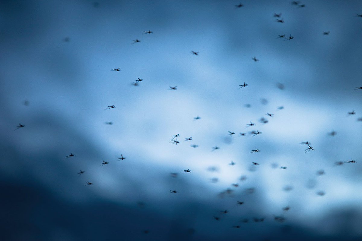 longrayfog's tweet photo. #Drones distribute swarms of #SterileMosquitoes to stop #Zika and other diseases. Click to explore in detail.
https://t.co/SkiAqJ00w3 https://t.co/AhgMmTZbNR